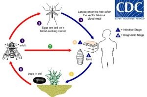 ST. Myiasis: What Is It, Causes, Signs and Symptoms, and More –