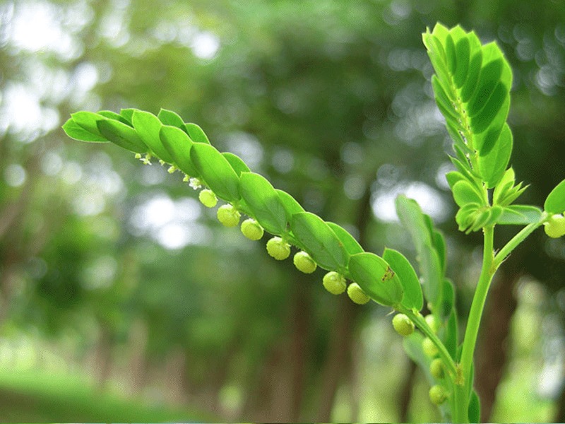 15 Remarkable Health Benefits of Stone Breaker (Phyllanthus niruri) for a Healthier Life