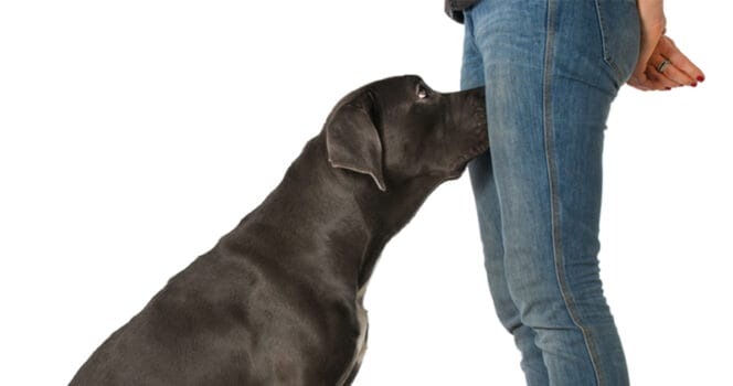 HT2. If your dog is sniffing your genital area, it means you have….