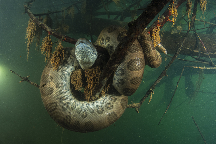 ST3. World’s Largest Snake Species Found to Be Two Distinct Species in the Amazon Rainforest