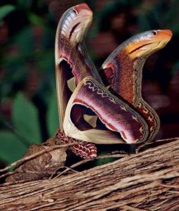 HT15. Angry-appearing “snakes” were seen hiding under a tree, but nothing was as it seemed