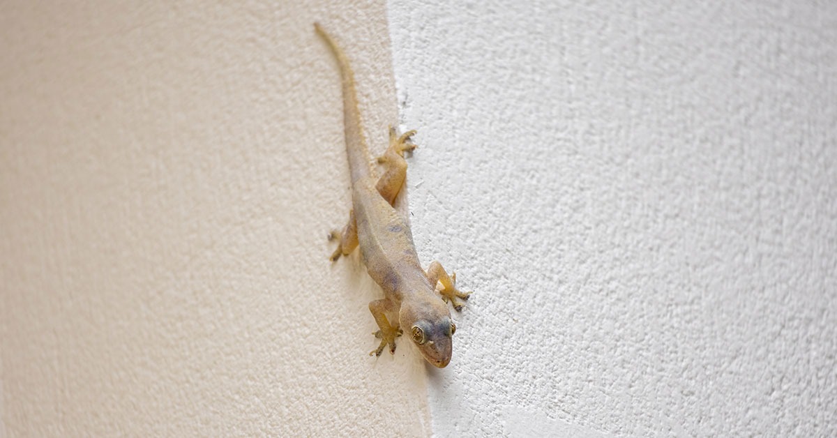 HT13. Lizards in Your House: What Does it Really Mean?
