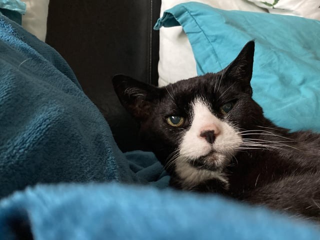 HT1. The Wholesome Story of a Cat in Heaven: A Lighthearted Lesson in Gratitude and Perspective