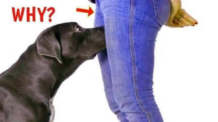 HT1. If your dog is sniffing your genital area, it means you have….