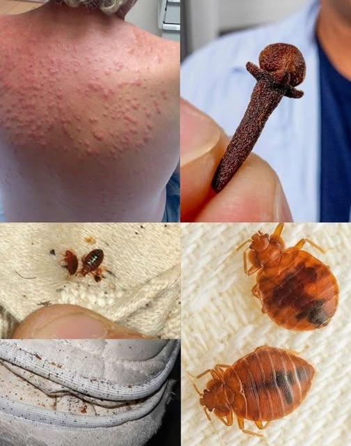 HT1. Natural Pest Control: Eliminate Bed Bugs and Household Pests with Diatomaceous Earth & Cloves