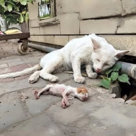 HT3. A Mother Cat’s Eyes Filled with Tears, Fearing Someone Might Steal Her Kitten. A Heart-Wrenching Moment!