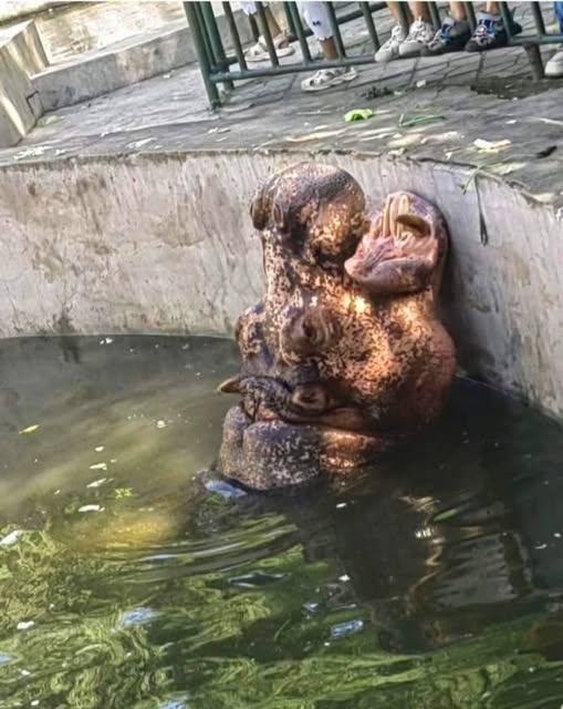 HT10. The Fascinating Optical Illusion of an Underwater Hippo: What Do You See?