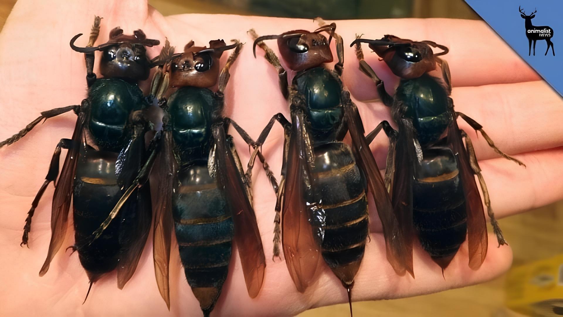 HT13. The world’s most dangerous insect has emerged