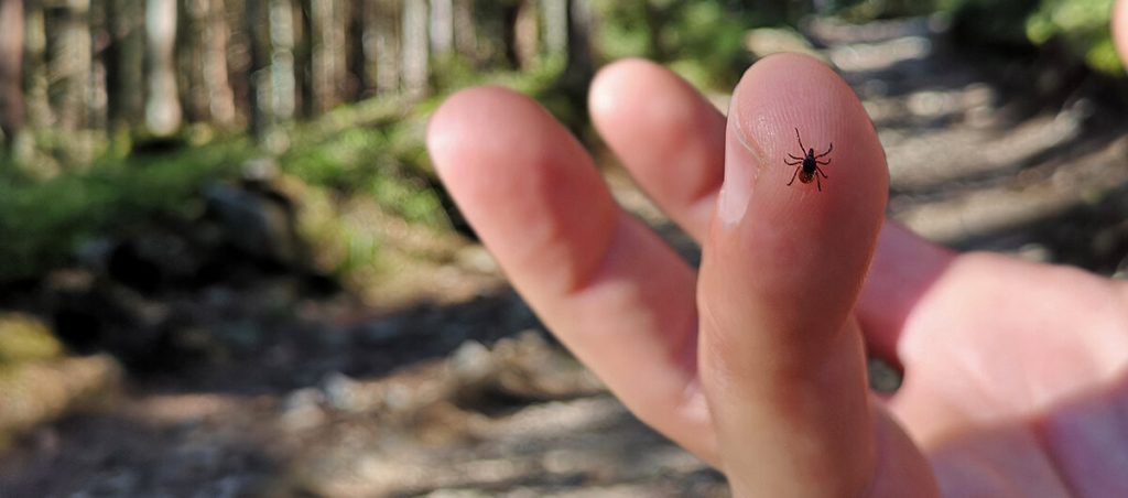 HT16. If you find a tick inside your home, here’s what you need to know
