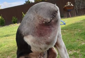 HT15. People Are Going Crazy Over This Photo Of A ‘Headless’ Dog