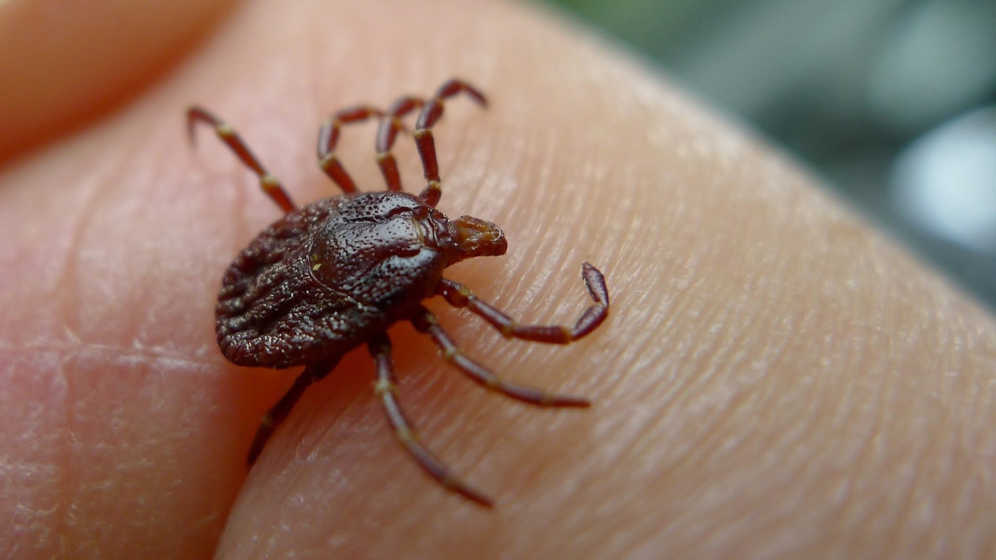 HT1. How to properly dispose of ticks if you find one