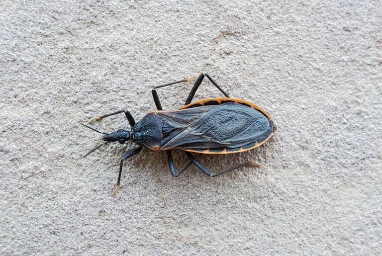 HT15. If you notice this insect in your home, you should go immediately to…