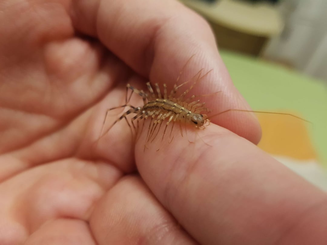 HT13. Why You Should Rethink Killing House Centipedes: Nature’s Pest Control Allies