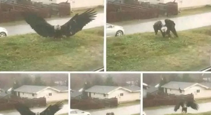 HT15. Giant Eagle Captured in Brownsville, Texas: A Stunning Discovery