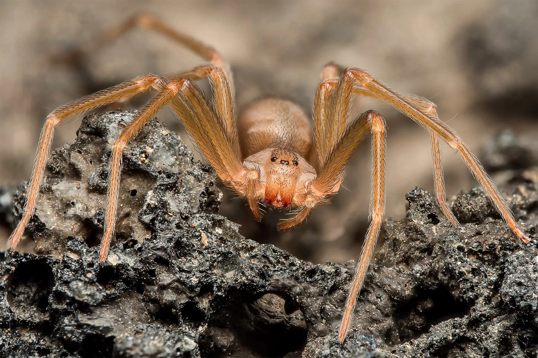 HT15. If You See One of These in Your Home, Don’t Touch It – Just Run!