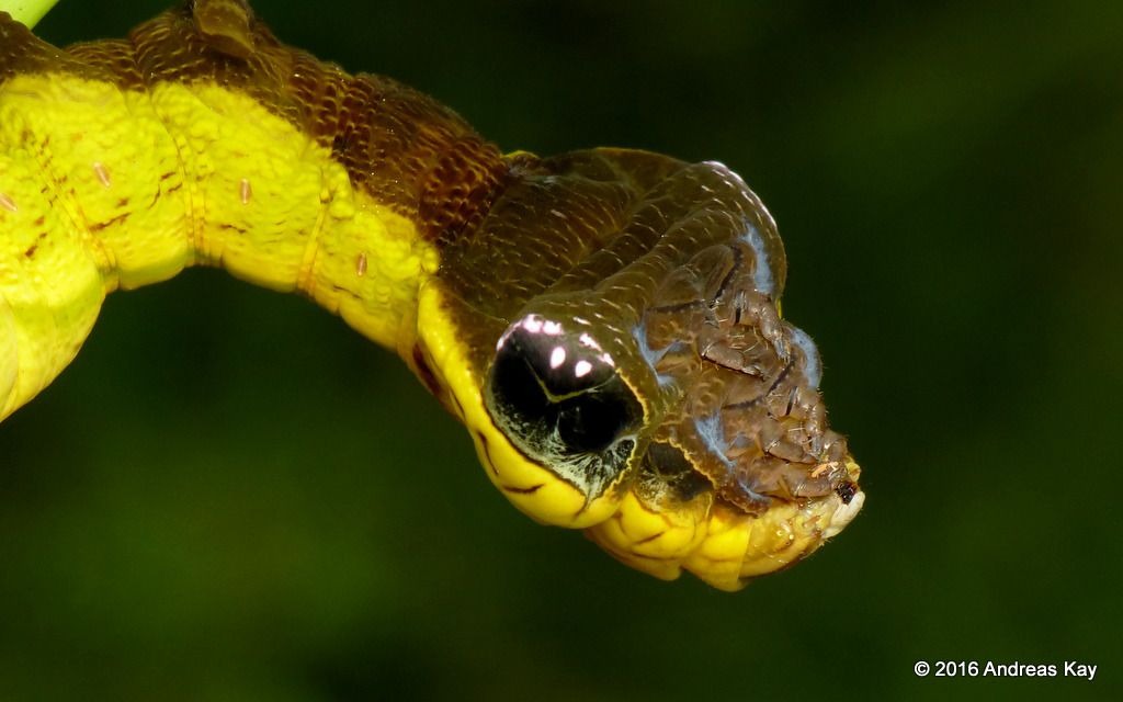 HT10. Woman Mistakes Rare Snake-Like Caterpillar for a Two-Headed Serpent in Argentina Garden
