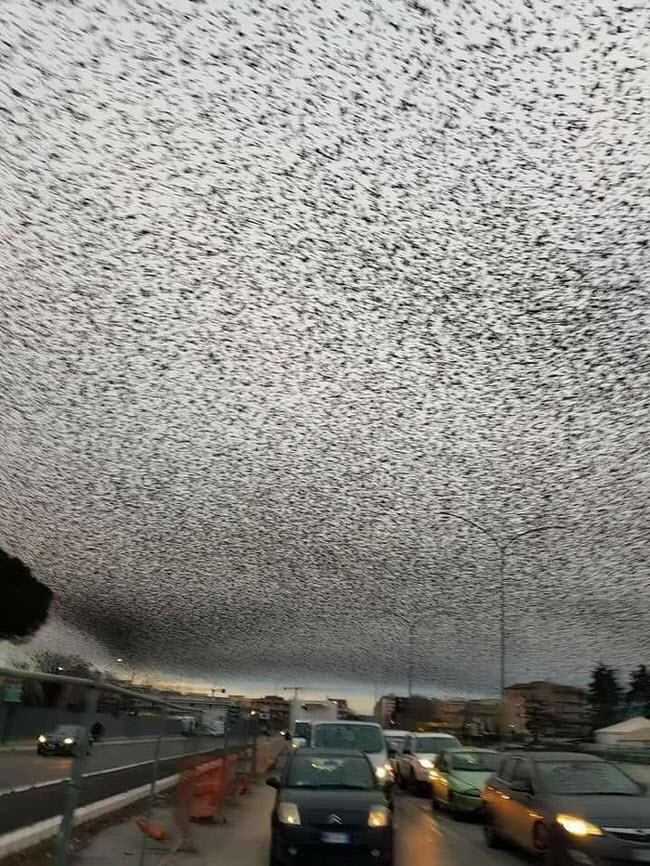 HT7. Mysterious Starlings Darken Rome’s Skies: What’s Behind This Striking Natural Spectacle?