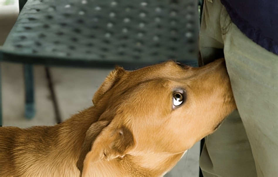 HT1. If your dog is sniffing your crotch, here’s what it means…