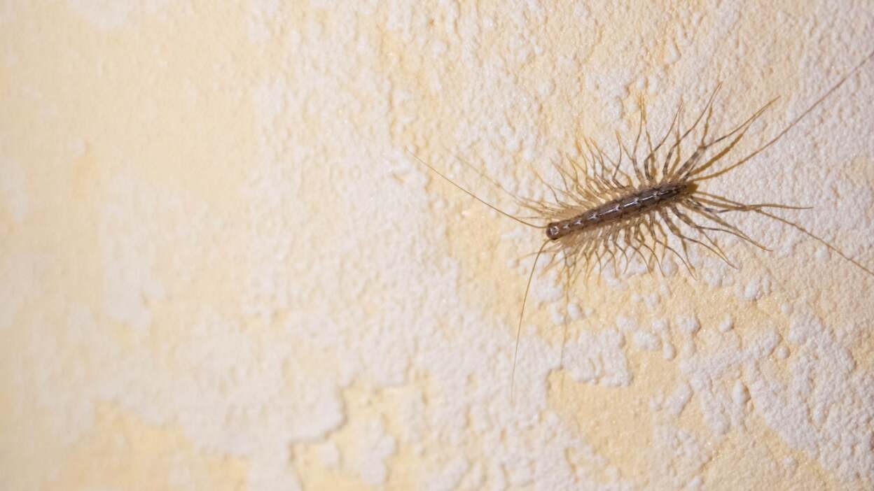 HT14. Why You Should Rethink Killing House Centipedes: Nature’s Pest Control Allies