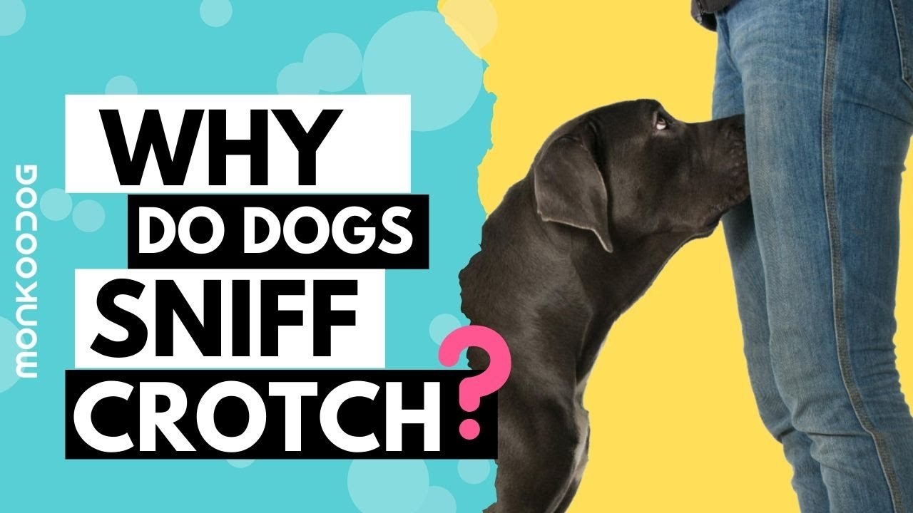 HT15. If your dog is sniffing your GENlT*L area, it means you have…