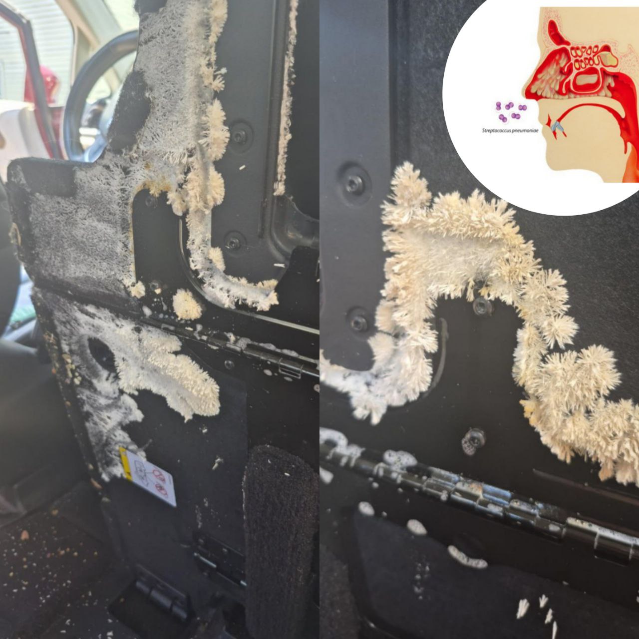 HT10. Something Was Growing Beneath His Car Seat—And It Definitely Wasn’t Just Dust