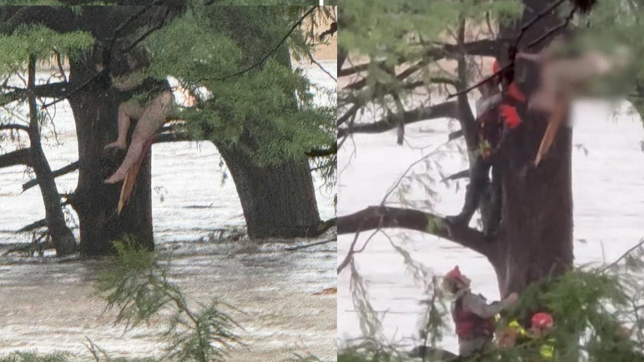 HT1. Viral Video They clung to a tree 30 feet up. For 3 days. Then rescuers…See more