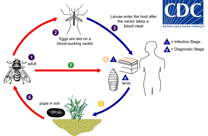ST1. Myiasis: What Is It, Causes, Signs and Symptoms, and More