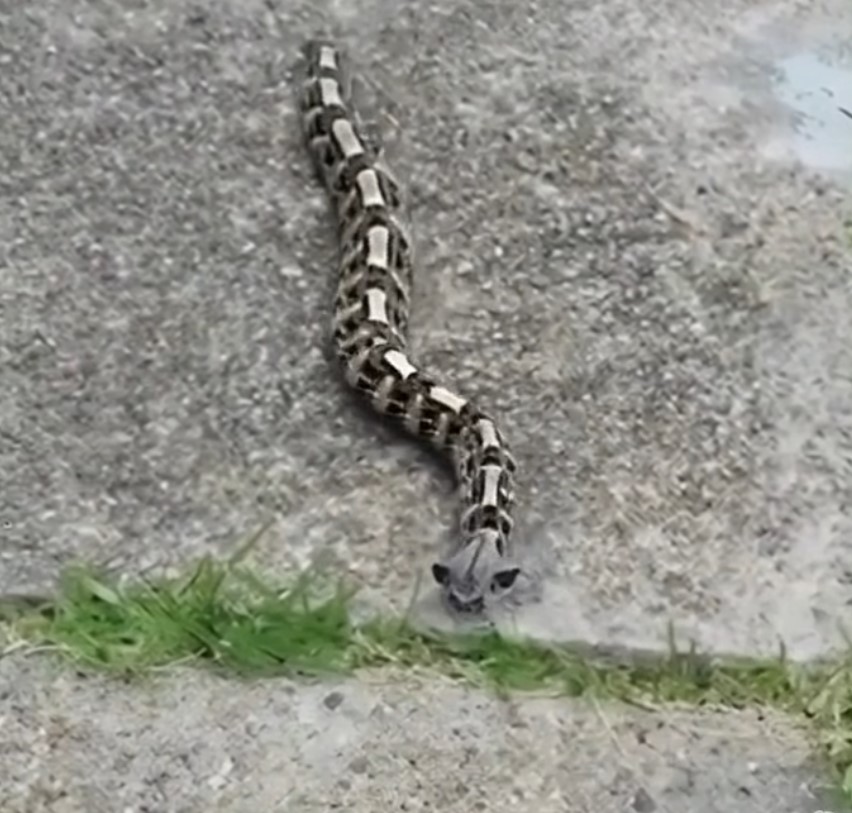 HT1. I Thought It Was Just a Toy in the Yard—Until I Realized the Deadly Truth