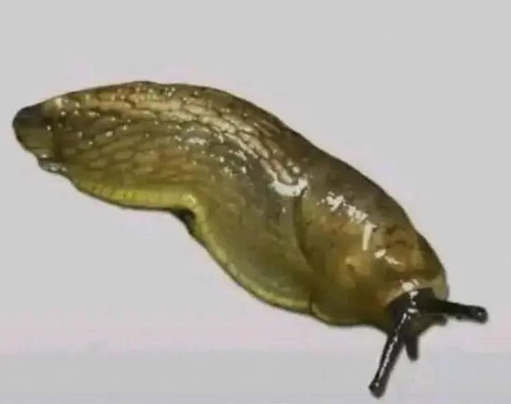 HT14. Did you know that when a SLUG visits your house it means that you have…See more