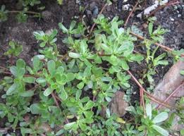 HT1. What Happens to Your Body If You Eat Purslane Every Day? A Simple Weed With Surprising Power