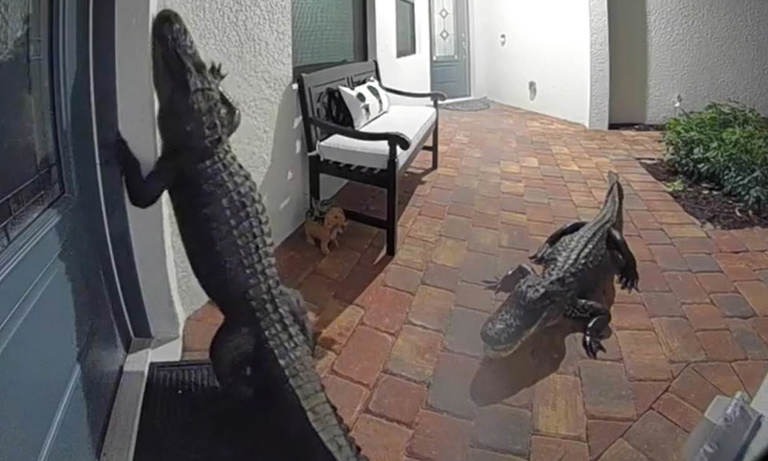 HT14. Florida Home Sh0ckingly Finds Two Alligators at the Front Door: ‘They’re Getting Smarter’