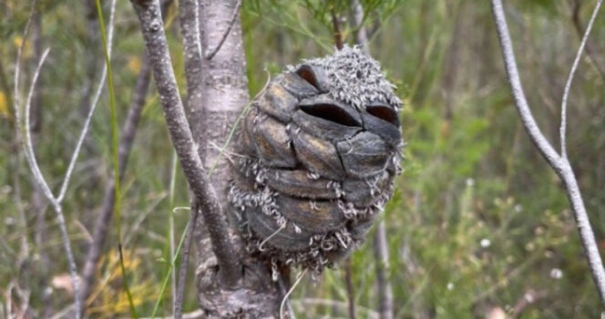 HT16. Woman spots what she thinks is a Happy Bird while alone in the woods. Then suddenly realizes her mistake…See more