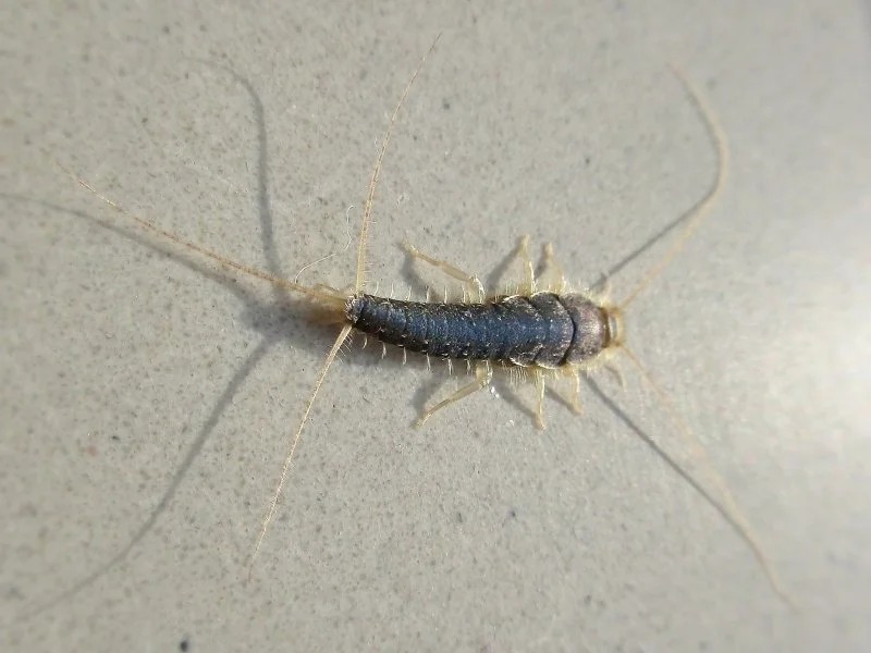 HT14. If You Spot This in Your Home, Don’t Ignore It — The Small Sign That Reveals hidden dangers (Expert Home-Safety Guide)