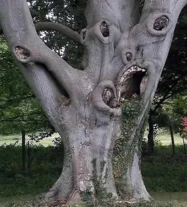 ST7. 30 Weird images you could only find on the internet s3