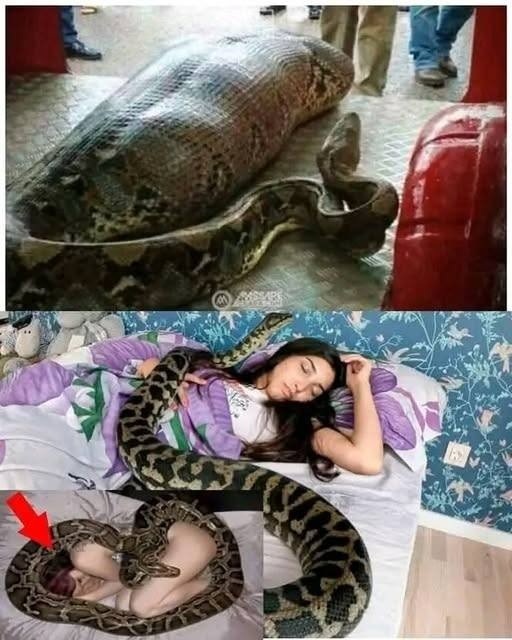 HT16. Woman slept with her python every night until the vet showed her a surprising ultrasound