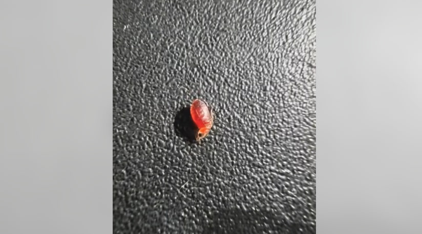 HT1. I’ve Seen This Creepy Thing in My House Three Times — Should I Be Worried?