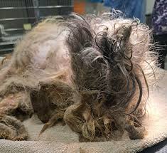 HT6. Animal found by police has worst case of matted fur ever