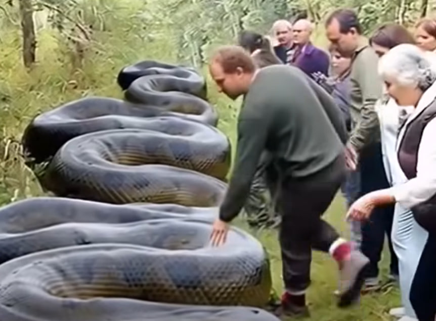 HT10. Enormous Serpent Discovered by Hiker Close to Creek in South Carolina: What a Remarkable Find!