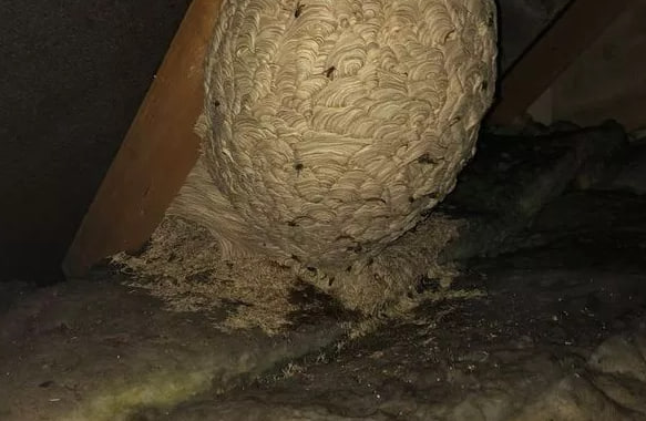 HT1. A Guy Discovered “Biggest Hornet’s Nest They Ever Seen” Hidden In An Attic