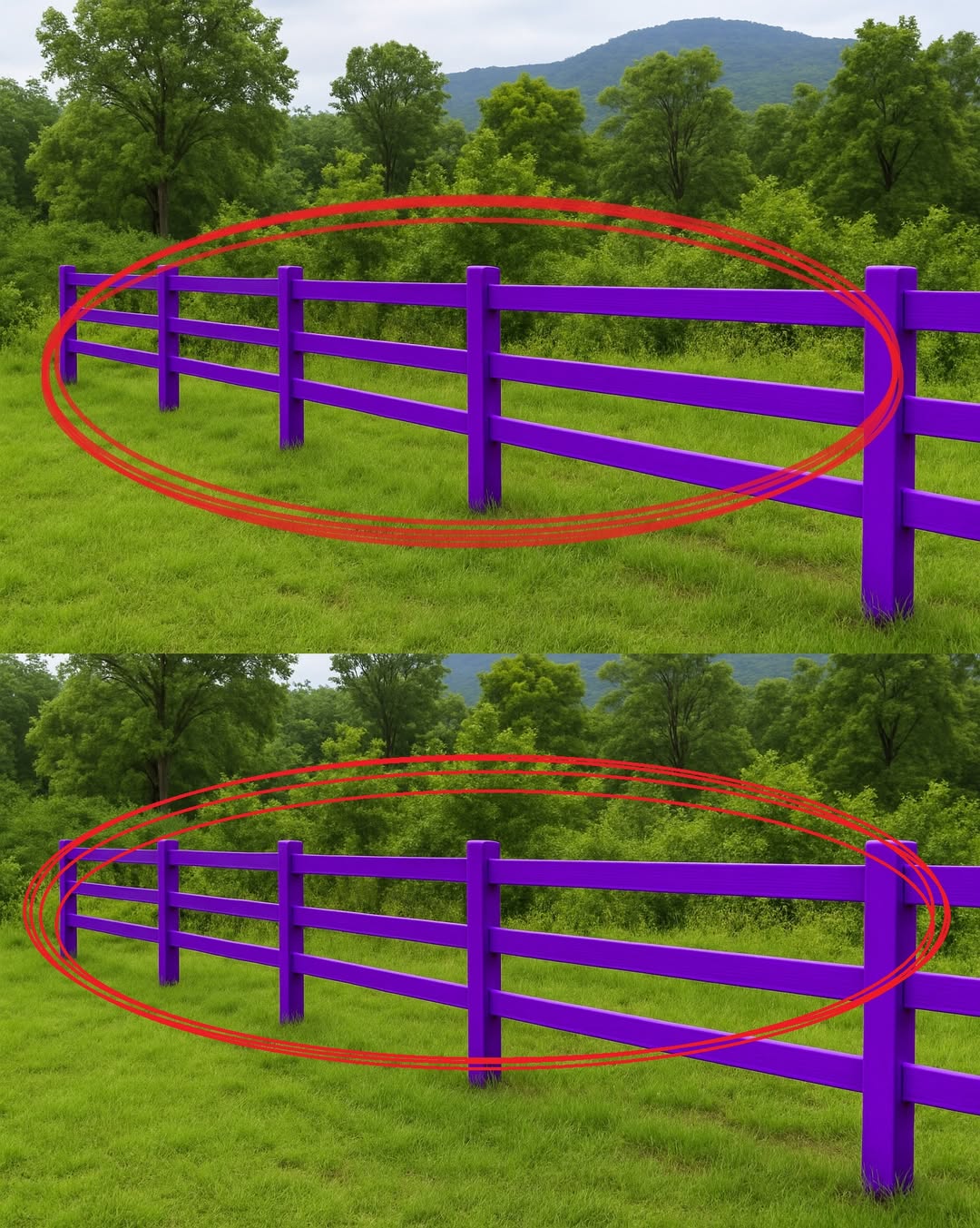 HT15. If You Spot a Painted Purple Fence, This Is What It Means