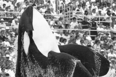 HT14. What Happened When Star Orca Neptune Suddenly Stopped the Show