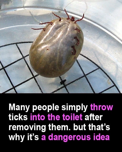 HT10. Found a Tick on Your Skin or Pet? Here’s How to Remove It Safely and Get Rid of It for Good.