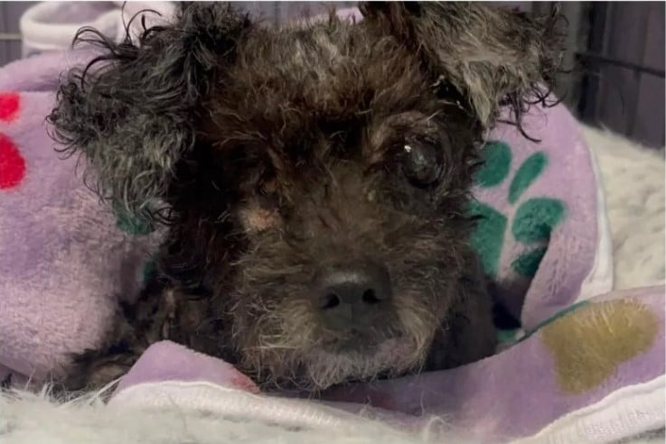 HT14. Abandoned One-Eyed Street Dog Now Looks Unrecognizable After Rescue