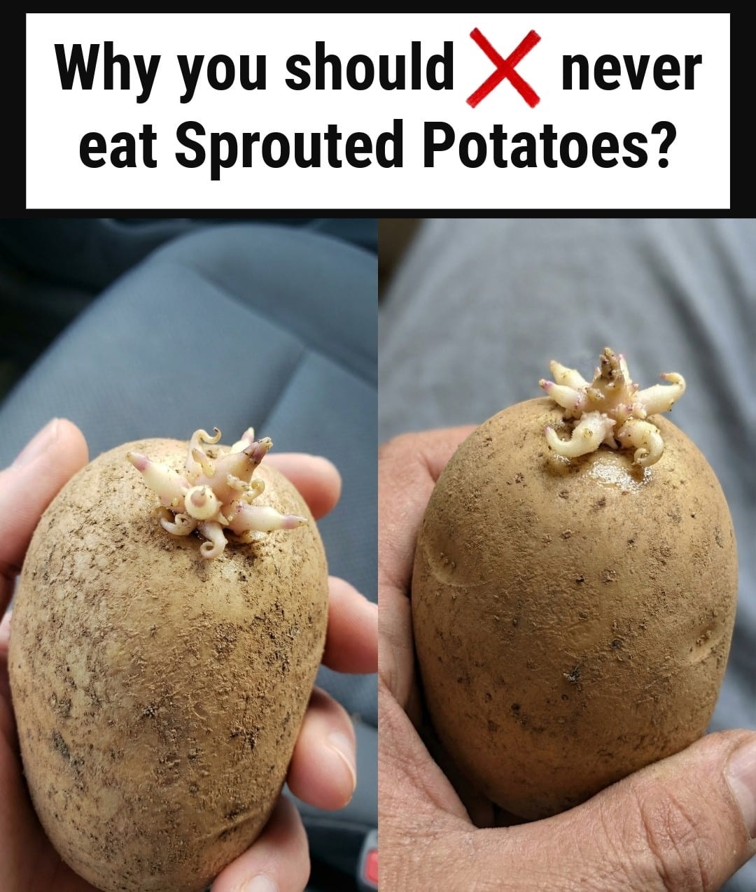 HT14. Eating Sprouted Potatoes: Is It Safe?