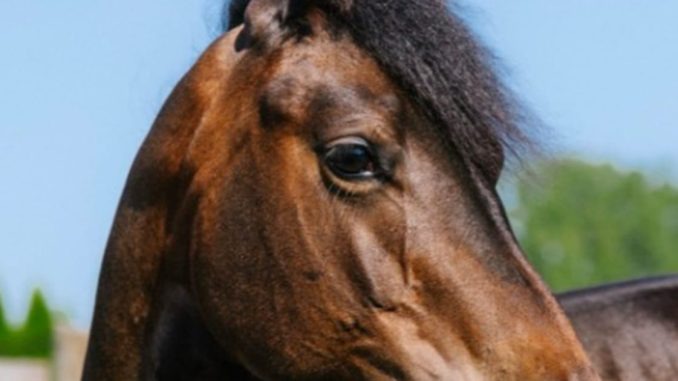 HT1. Tragic update on premature foal who stole hearts everywhere