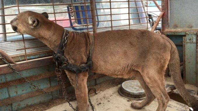 HT14. Circus lion released after being locked up for 20 years