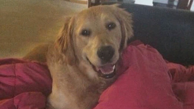 HT14. Woman warns pet owners of ‘silent killer’ lurking in homes that killed her dog