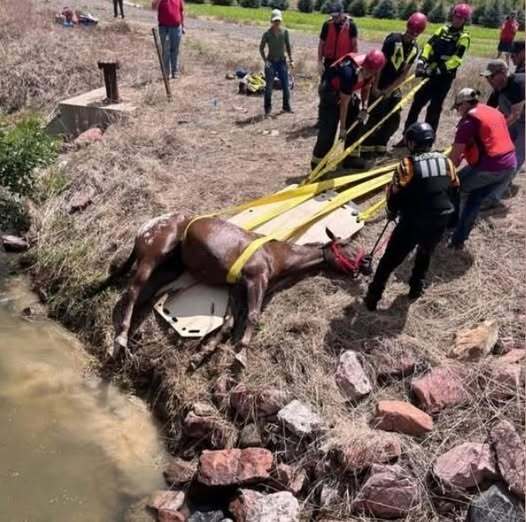 HT1. Heroic Colorado Firefighters Rescue Blind Horse from Drowning in Canal