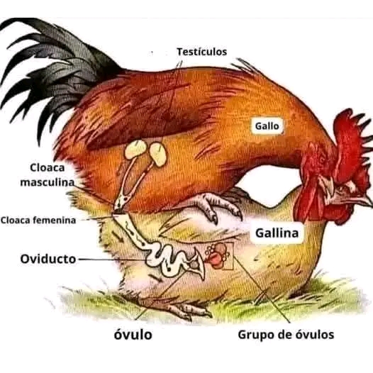 HT14. The incredible process of egg formation ….see more