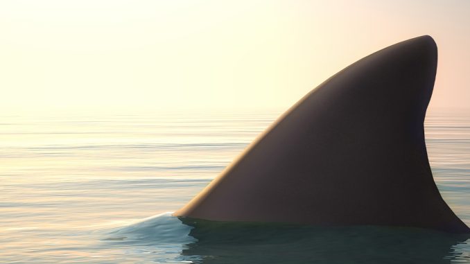 HT14. Bystanders race to rescue 16-year-old boy after brutal shark attack